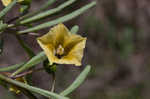 Coastal groundcherry